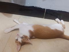 -福懋动物医院·犬猫全科·外科·重症科(杏林分院)
