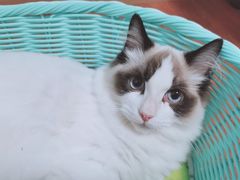 -70cat德文卷毛猫·缅因猫纯种猫舍