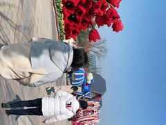 -荷兰花海