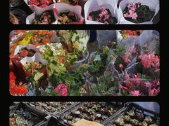 -中环花鸟鱼虫市场