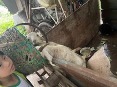 -马陆小张葡萄园农家乐