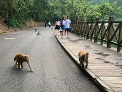 -黔灵山公园