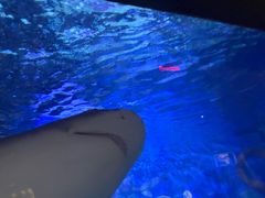 -烟台海昌鲸鲨海洋公园