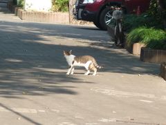 附近的猫-上海蔡元培故居陈列馆