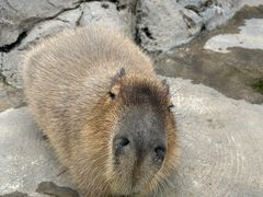 -上海野生动物园老虎餐厅