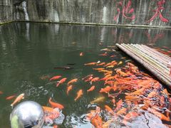 -千岛湖东南湖区