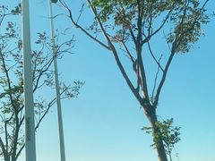 -上海滨江森林公园