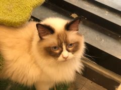 -猫亿天猫咖