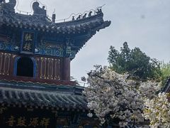 -洛阳白马寺