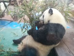 -成都动物园