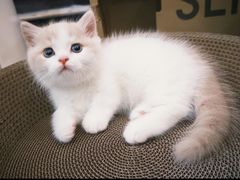 -欣宠猫屋·矮脚拿破仑·蓝金金渐层