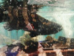 -阿伟海鲜楼·福建菜(延寿店)