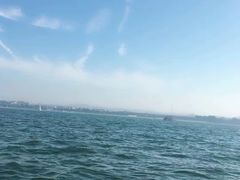-长岛万鸟岛