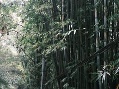 -蜀南竹海景区