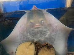 -宾朋海鲜特色美食餐厅·纯手工鲅鱼水饺(兴海路店)