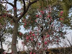 -南京市江宁方山