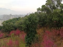 -金鸡山公园