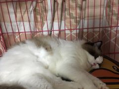 -汪小喵宠物·戴维斯乐芳希施宠馨宝皮毛调理洗护店