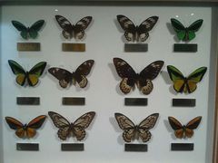 -上海昆虫博物馆