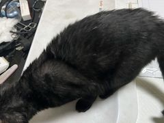 -派特宠物医院(圆融广场店)