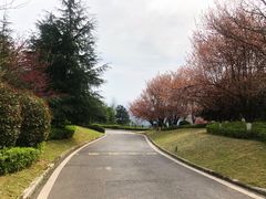 -铁山坪森林公园