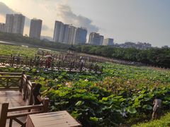 -南宁南湖公园