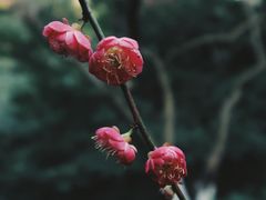 -杭州植物园