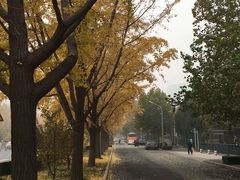 -三里屯东五街银杏大道