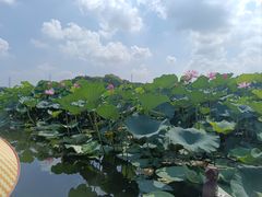 -荷塘月色湿地公园·向阳花洲