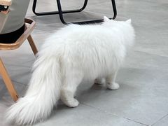 -Heymao猫咖.咖啡厅(东门店)