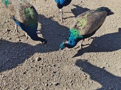 -洮儿河国家湿地公园