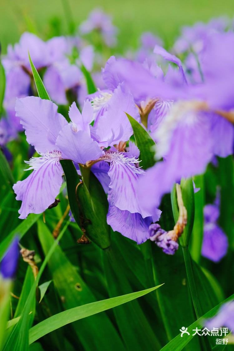 金斗公园的鸢尾花真的好美呀