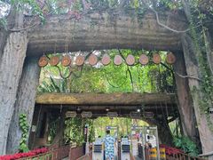 -西双版纳原始森林公园