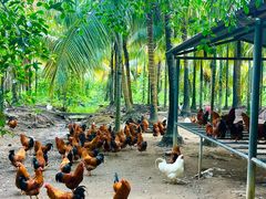 -兴隆槟榔园休闲农庄