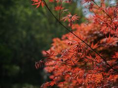 -素山寺森林公园