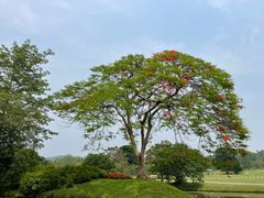 -中国科学院西双版纳热带植物园