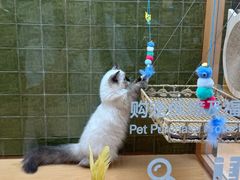 -帕帕拉兹宠物(亚洲旗舰店)