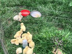 -秦美花卉(天朗·莱茵小城2期店)