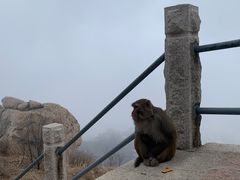 -崂山巨峰游览区