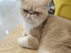 -平行世界·猫咖(首经贸店)