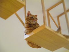 -滚猫咖啡·猫咖·猫友好撸猫(未来城店)