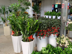 -长春青怡坊鲜花批发(青怡坊花鸟市场店)