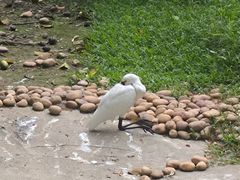 -广州长隆飞鸟乐园