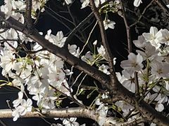-高东镇樱花园