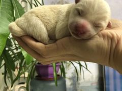 -爱侣宠医·鹦鹉专科·小型哺乳类·异宠专科(灵石路店)