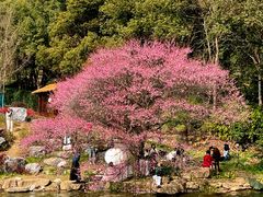 -中国茶叶博物馆(双峰馆区)