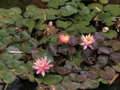 -昆明植物园