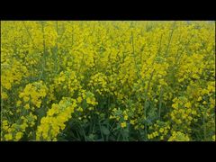 -绵阳盛世樱花悠乐谷