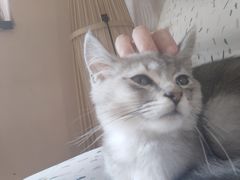 -楼上猫咖(罗湖店)