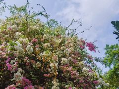 -深圳国际园林花卉博览园